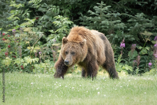 Grizzly bear walking and eating grass in Alaska. The grizzly was walking through someone's flower garden.