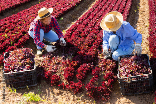 Two girls seasonal workers harvesting red lettuce on vegetable farm field on sunny spring day..