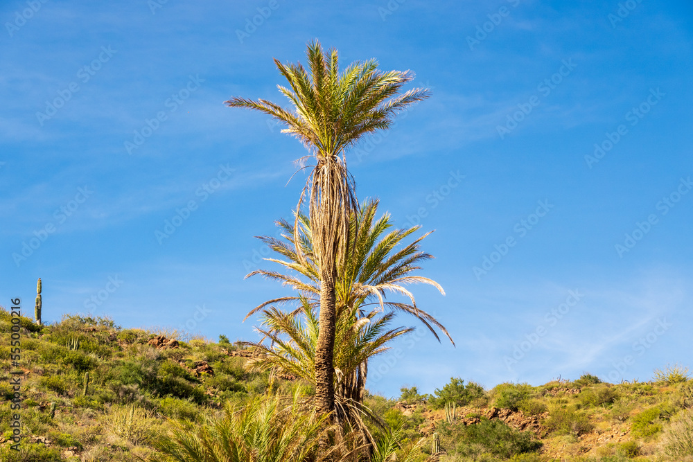 Palm trees with desert and blue sky background. Shot on the Sea of Cortez, Baja de California Sur, Mexico. Room for text. Palm trees with desert and blue sky background. Shot on the Sea of Cortez, Baja de California Sur, Mexico. Room for text.