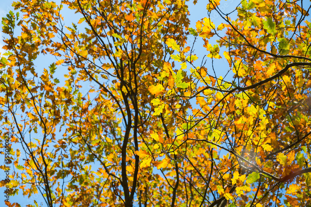 colorful oak tree leaves in autumn fall colorful oak tree leaves in autumn fall