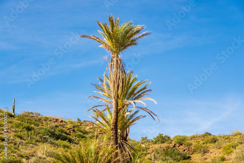 Palm trees with desert and blue sky background. Shot on the Sea of Cortez, Baja de California Sur, Mexico. Room for text.