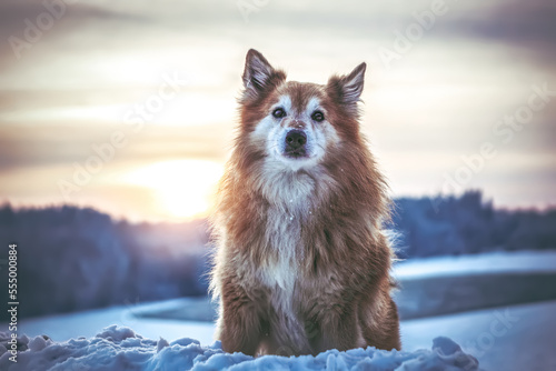 Fotografi Portrait of an icelandic sheepdog in front of a snowy winter landscape during su