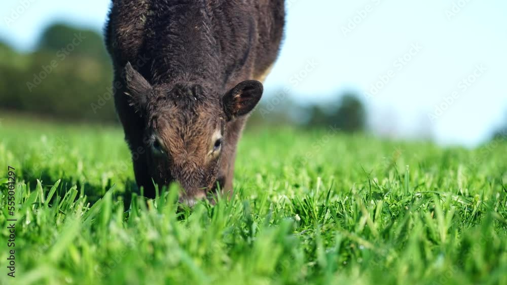 Regenerative agriculture cows in the field, grazing on grass and pasture in Australia, on a farming ranch. Cattle eating hay and silage. breeds include speckle park, Murray grey, angus, wagyu.
Regenerative agriculture cows in the field, grazing on grass and pasture in Australia, on a farming ranch. Cattle eating hay and silage. breeds include speckle park, Murray grey, angus, wagyu.