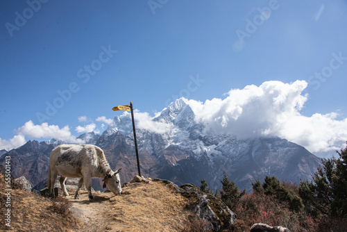 Yak in the Khumbu Valley, Khumjung, Nepal photo