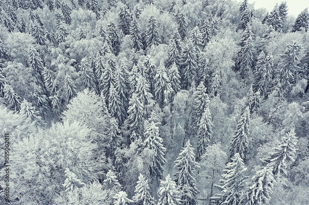 trees forest frost top view background, abstract drone view nature seasonal winter spruce trees forest frost top view background, abstract drone view nature seasonal winter spruce