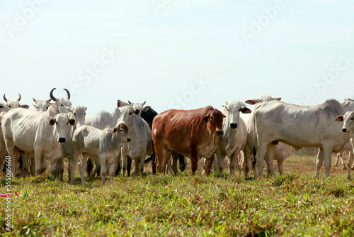 Cattle on pasture on farm