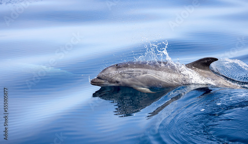 Foto dolphin in the water, bottlenose dolphin