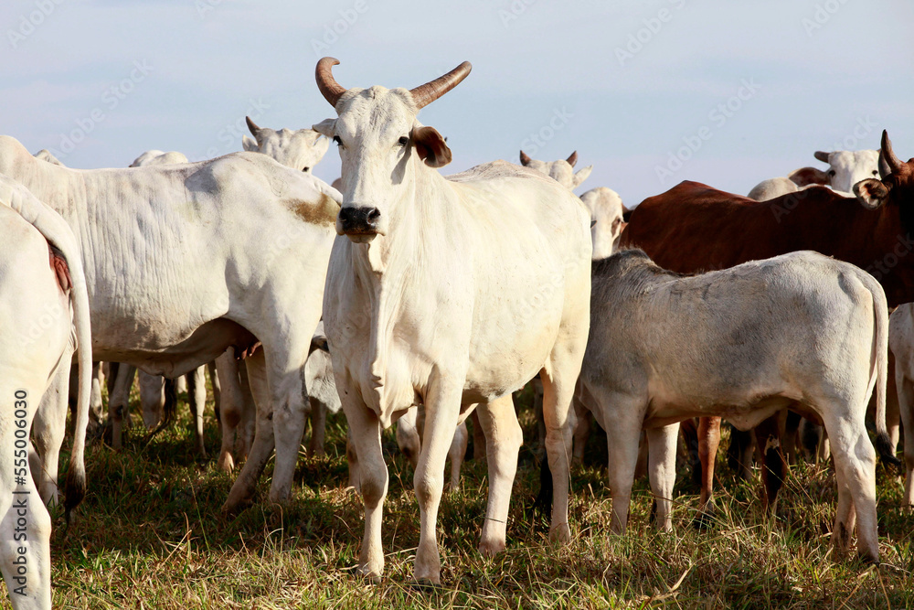 Cattle on pasture on farm Cattle on pasture on farm