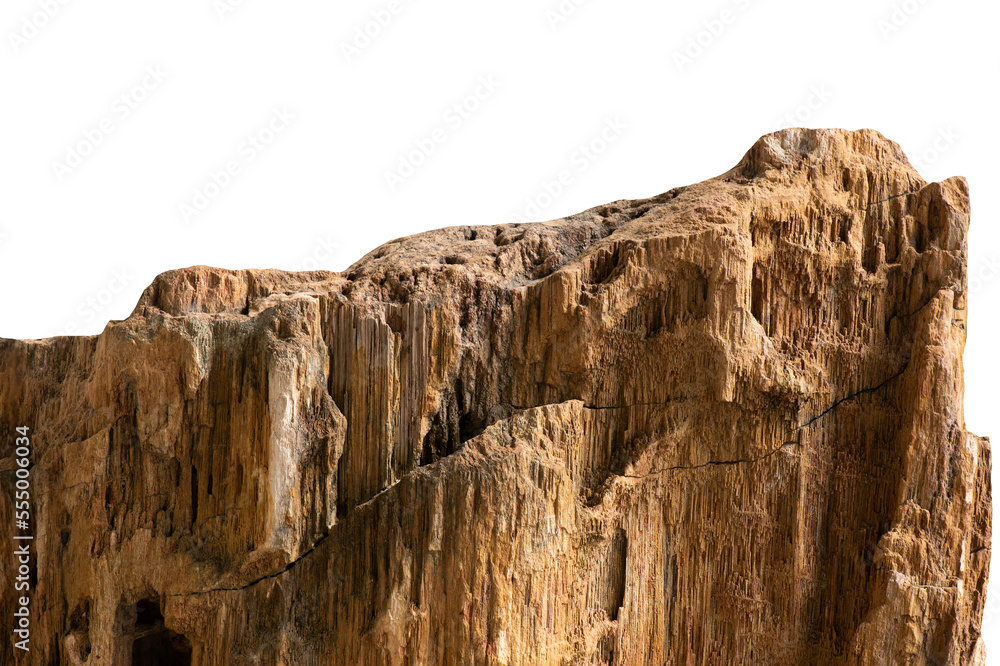 Close up petrified wood on transparent background. Close up petrified wood on transparent background.