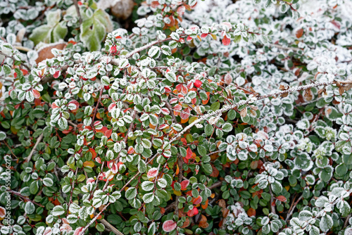 Cotoneaster dammeri  close up of bearberry cotoneaster covered with hoarfrost photo