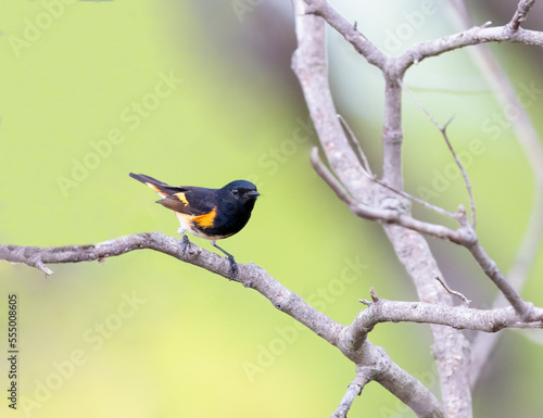 American Redstart perched on a branch