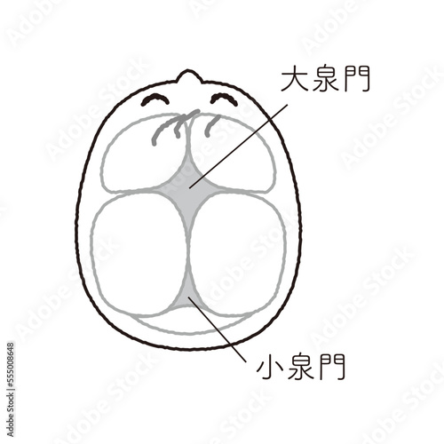 大泉門と小泉門の位置を示す白黒線画