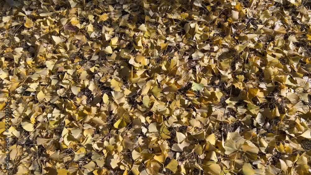 Panning shot of carpet of fallen golden fan-shaped Ginkgo Biloba leaves. Golden autumn in the city. Medium shot. Panning shot of carpet of fallen golden fan-shaped Ginkgo Biloba leaves. Golden autumn in the city. Medium shot.