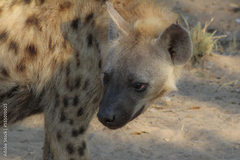 Hyenas or hyaenas are any feliform carnivoran mammals of the family Hyaenidae. Hyenas or hyaenas are any feliform carnivoran mammals of the family Hyaenidae.