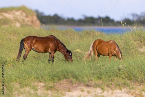 Shackleford Banks Horses in the sand dunes