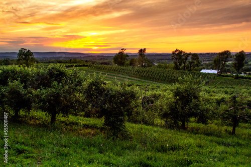 Warwick, NY - USA - June 2, 2018 Horizontal view of an orchard in the Warwick Valley during sunset. photo