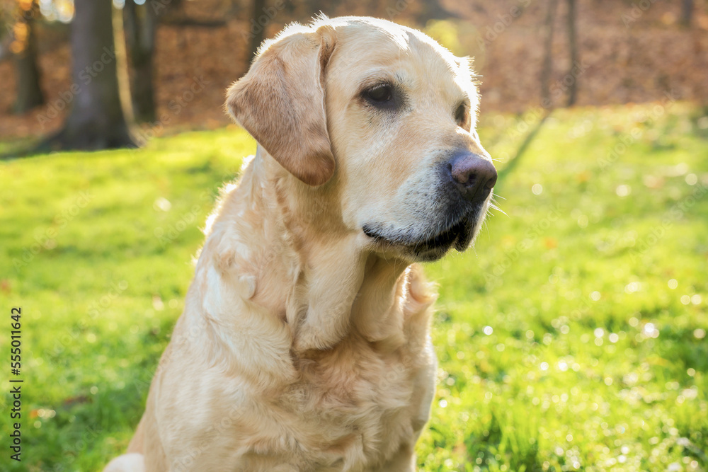 Cute Labrador Retriever dog on green grass in sunny autumn park Cute Labrador Retriever dog on green grass in sunny autumn park