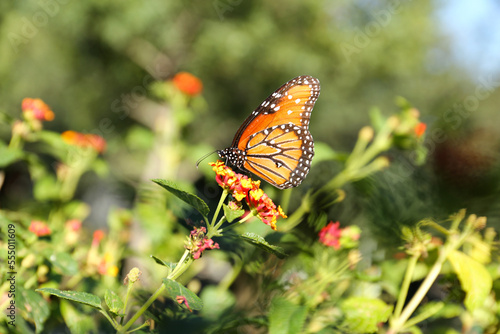 Beautiful orange Monarch butterfly on plant outdoors © New Africa