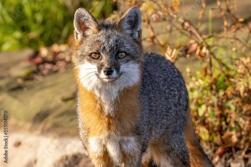 Hello I'm a Fox, I'll be Your Guide

A Gray Fox (Urocyon cinereoargenteus) looks into the camera on a warm morning. 

Captured in controlled environment