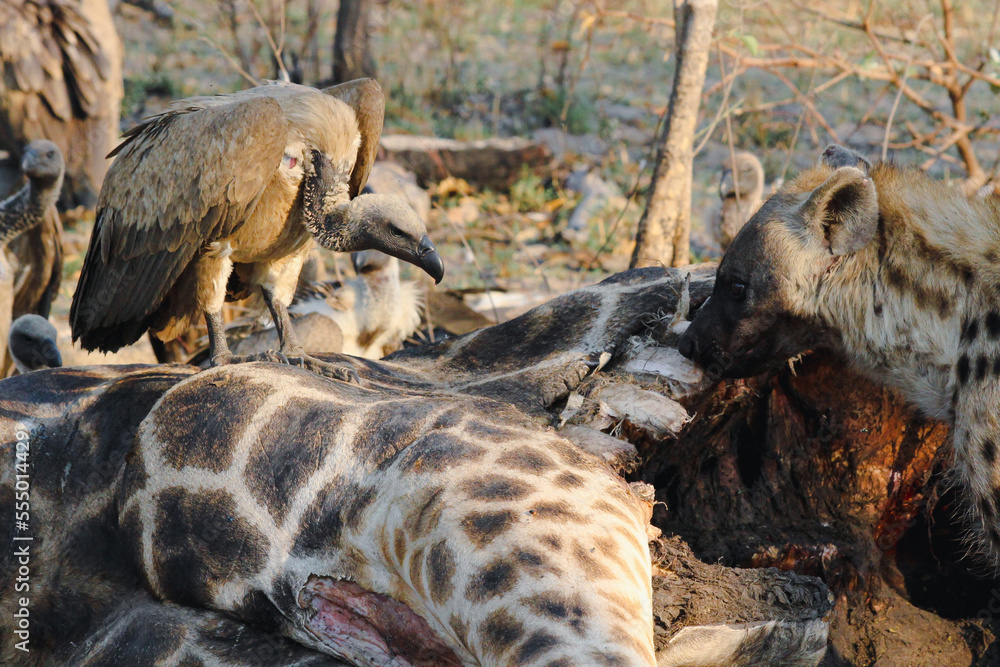 A pack of hyenas (Hyaenidae) and a flock of vultures (Necrosyrtes monachus) fighting over the carcass of a dead giraffe in Africa.  A pack of hyenas (Hyaenidae) and a flock of vultures (Necrosyrtes monachus) fighting over the carcass of a dead giraffe in Africa. 