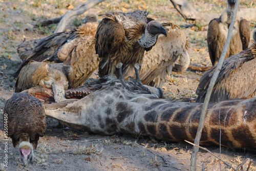 A flock of vultures  Necrosyrtes monachus  fighting over the carcass of a dead giraffe in Africa.     
