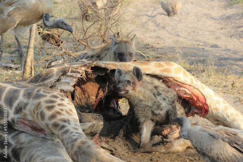 A pack of hyenas (Hyaenidae) and a flock of vultures (Necrosyrtes monachus) fighting over the carcass of a dead giraffe in Africa. ￼	 photo