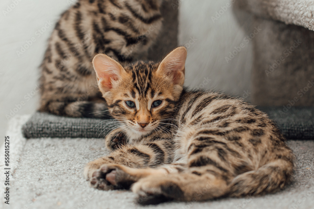 Cute bengal kitten laying on a soft cat's shelf of a cat's house.