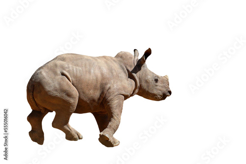 Baby white rhinoceros isolated on transparent background png file