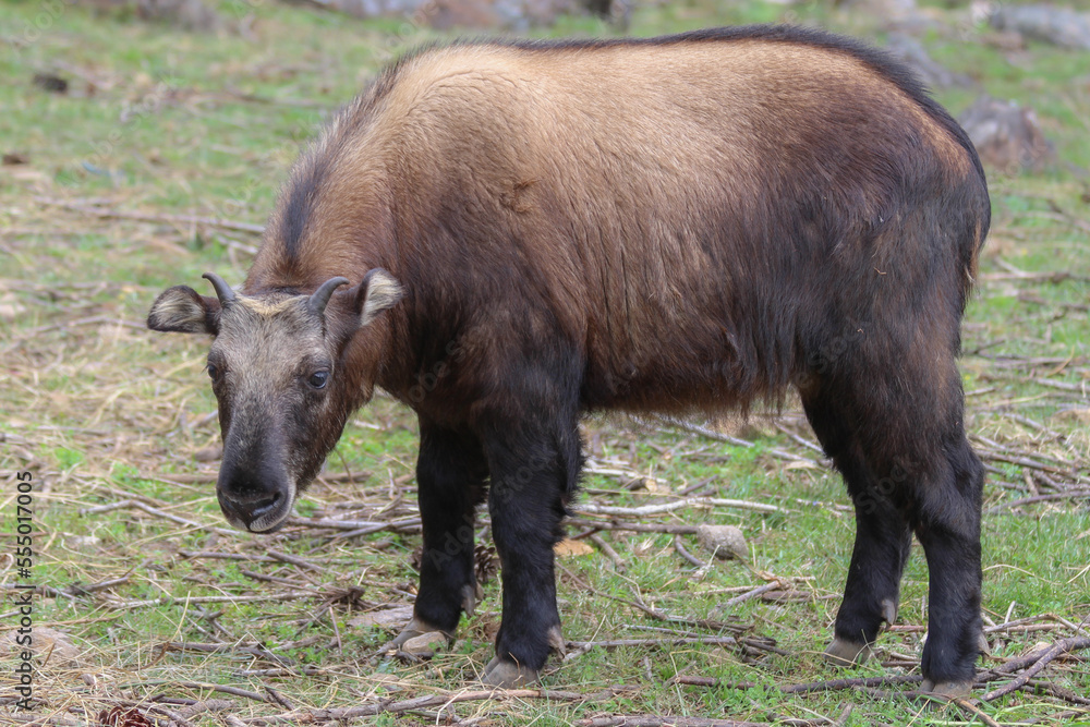 The takin, also called cattle chamois or gnu goat, is a goat-antelope found in the eastern Himalayas and this one in Bhutan.	