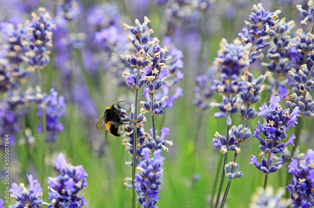 Bumble bee on Lavender flower Bumble bee on Lavender flower
