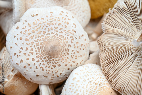 Mushrooms on the table. Freshly picked Parasol mushroom. 