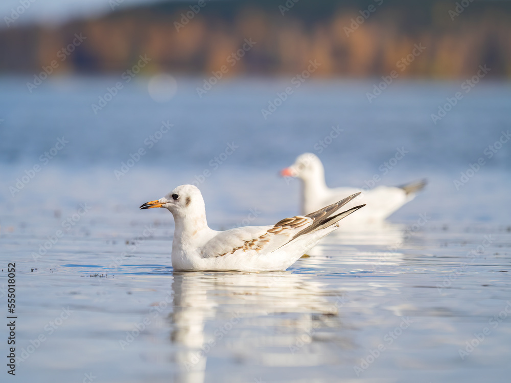 Obraz premium One Seagull, The Black-headed gull, Adult bird in winter plumage, swims on the calm lake shore