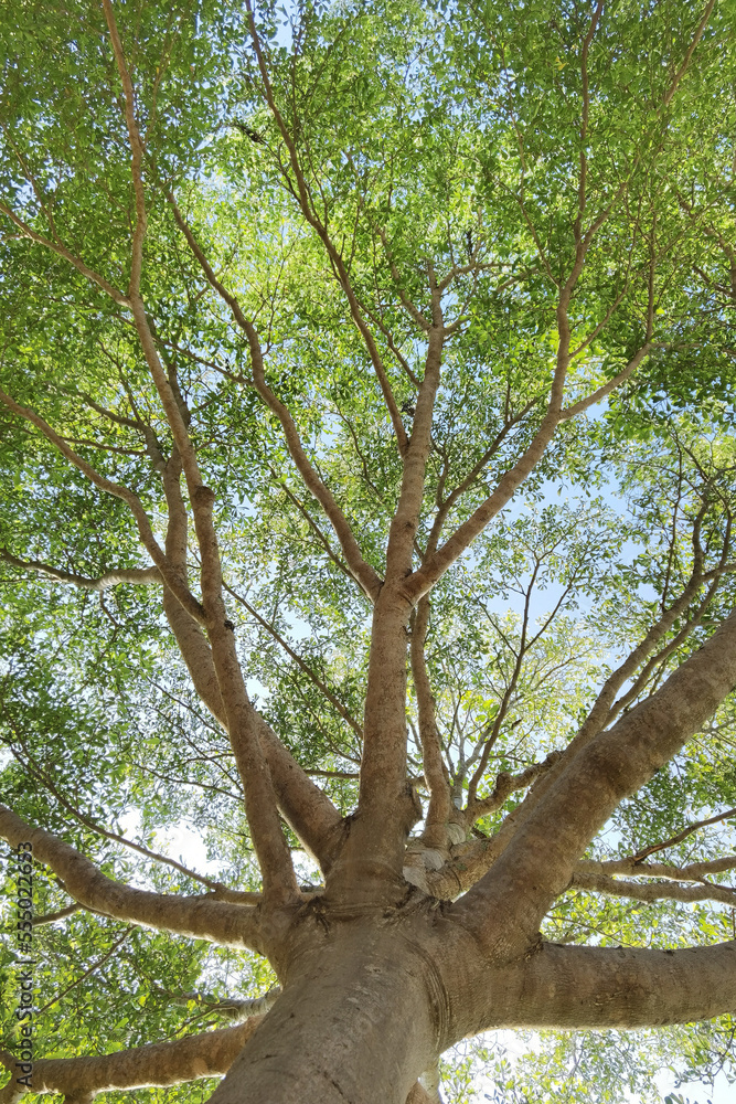 Fototapeta premium Landscape the big tree with nature background