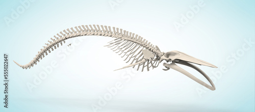 Real whale skeleton isolated on blue background. 3D illustration off blue whale skeleton.