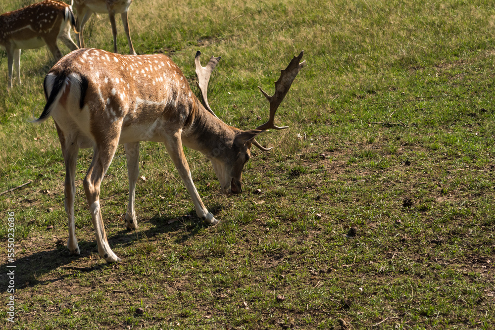 Ein grasender Damhirsch und sein Rudel Ein grasender Damhirsch und sein Rudel