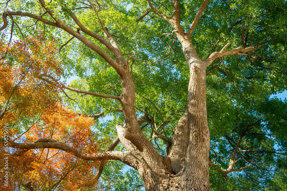 Obraz premium クスノキの青葉と楓の紅葉