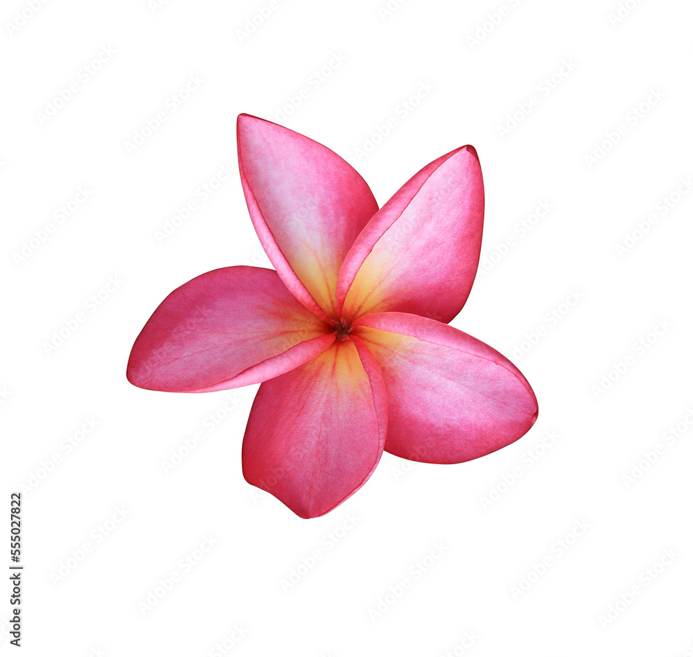 Plumeria or Frangipani or Temple tree flower. Close up red-pink plumeria flowers isolated on white background.