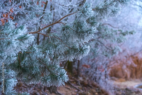 snow covered pine needles