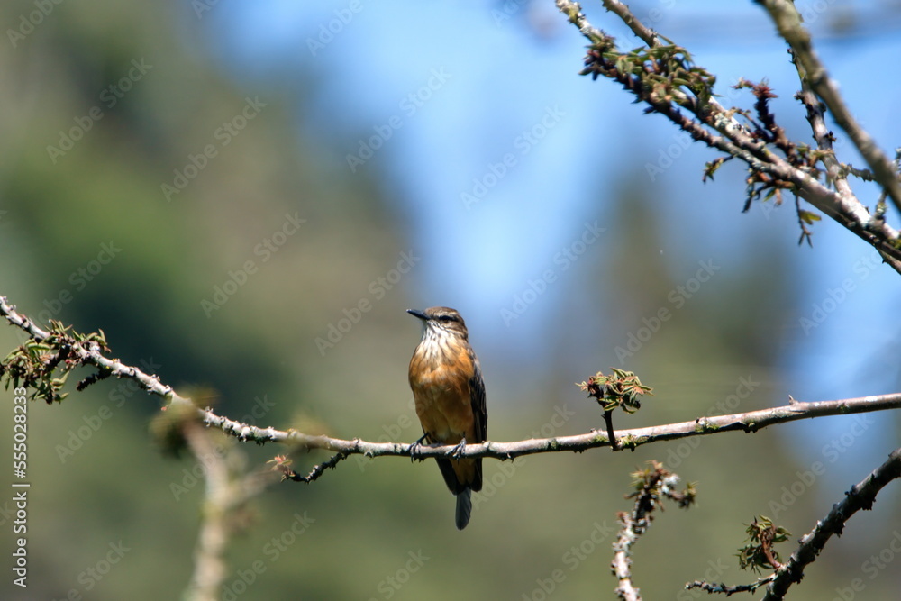 Female vermilion flycatcher (Pyrocephalus rubinus) perched on a tree branch in Cotacachi, Ecuador Female vermilion flycatcher (Pyrocephalus rubinus) perched on a tree branch in Cotacachi, Ecuador