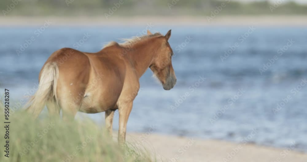 A wild horse stands dozes in front of the ocean at Shackleford Island Outer Banks. Slow motion Rack focus from ocean to horse. A wild horse stands dozes in front of the ocean at Shackleford Island Outer Banks. Slow motion Rack focus from ocean to horse.