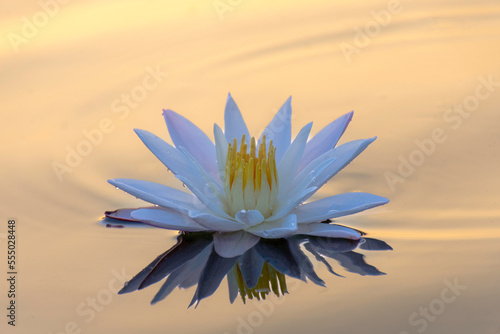 The white lotus on the surface of the water reflects the golden light of the sun.