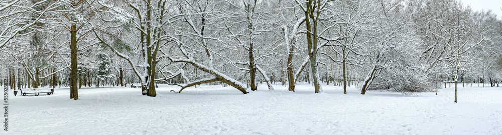 picturesque snowy park landscape. winter panorama.