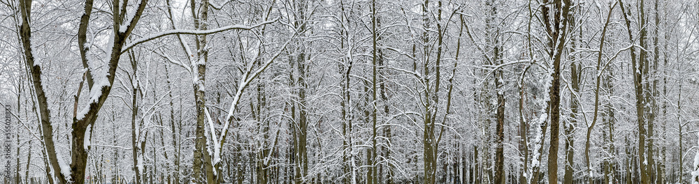 snow-covered trees in the winter forest. snowy trees background. panoramic view.