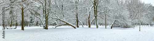 picturesque snowy park landscape. winter panorama.