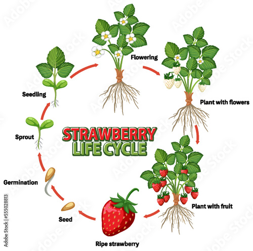 Life cycle of strawberry diagram