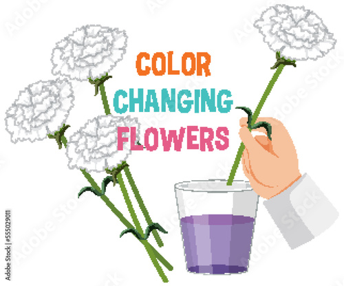 Colour changing flower science experiment