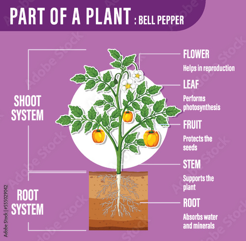 Diagram showing parts of a plant