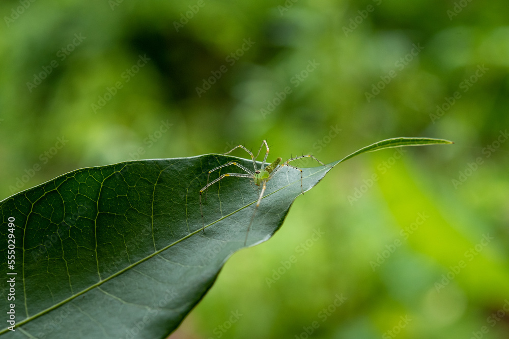Spiders in nature, on leaf green Spiders in nature, on leaf green