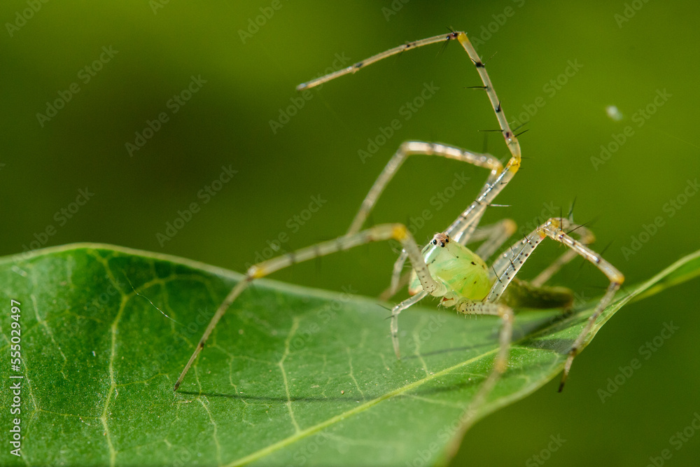 Spiders in nature, on leaf green Spiders in nature, on leaf green