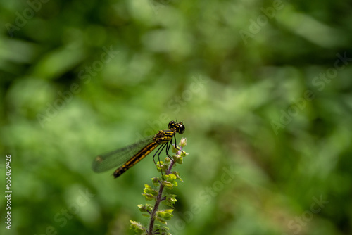 One dragonfly at nature green background.